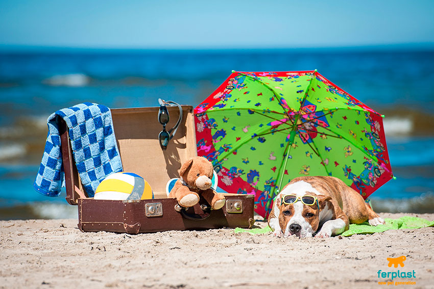 Ferplast-Dog-Beach-Summer