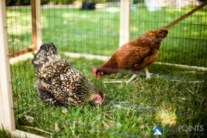 pet-industry-humane-chicken-coop-advantek-marketing
